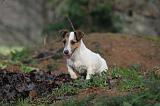 JACK RUSSEL 263